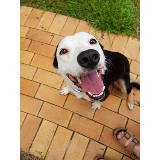 Charlie Medium Male Border Collie Dog In Qld Petrescue