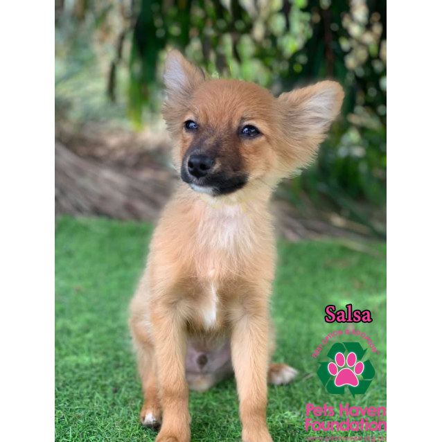 Salsa Small Male Chihuahua X Pomeranian Mix Dog In Vic Petrescue
