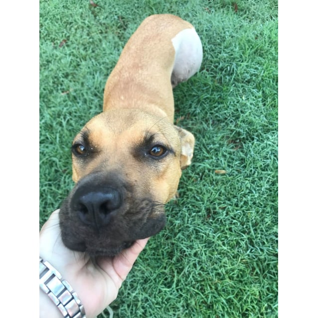 Huni Medium Female Staffy Mix Dog In Qld Petrescue