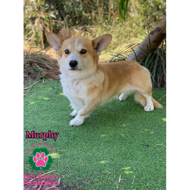 Murphy Small Male Welsh Corgi Dog In Vic Petrescue
