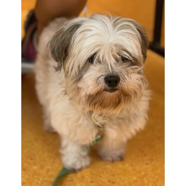 Chanel Small Female Shih Tzu X Maltese Terrier Mix Dog In Qld Petrescue