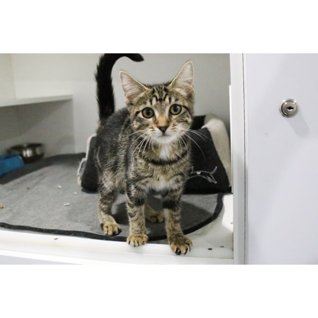 Delta 7270 Campbelltown ACF - Female Domestic Short Hair Cat in NSW - PetRescue