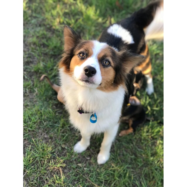 corgi collie mix for sale