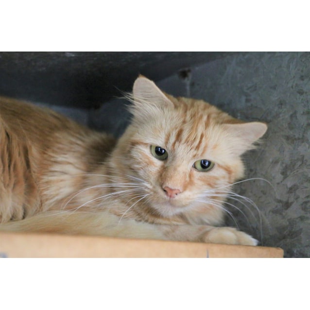 Rain Male Domestic Medium Hair Cat In Nsw Petrescue