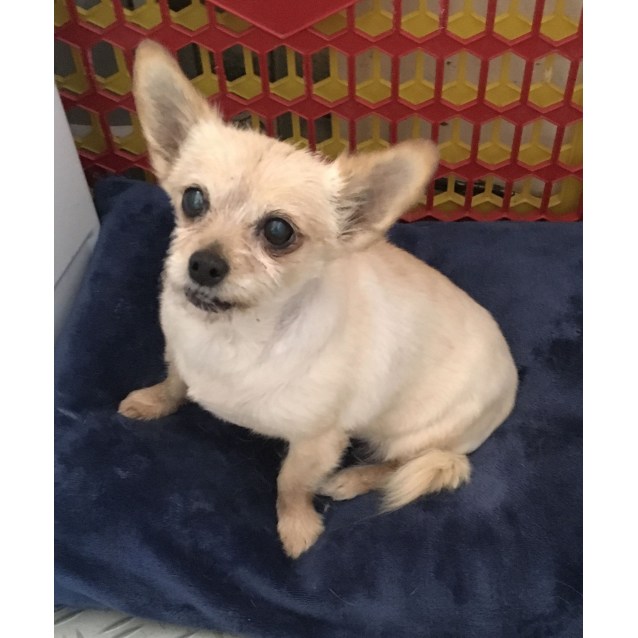 Sally Small Female Chihuahua Mix Dog In Vic Petrescue