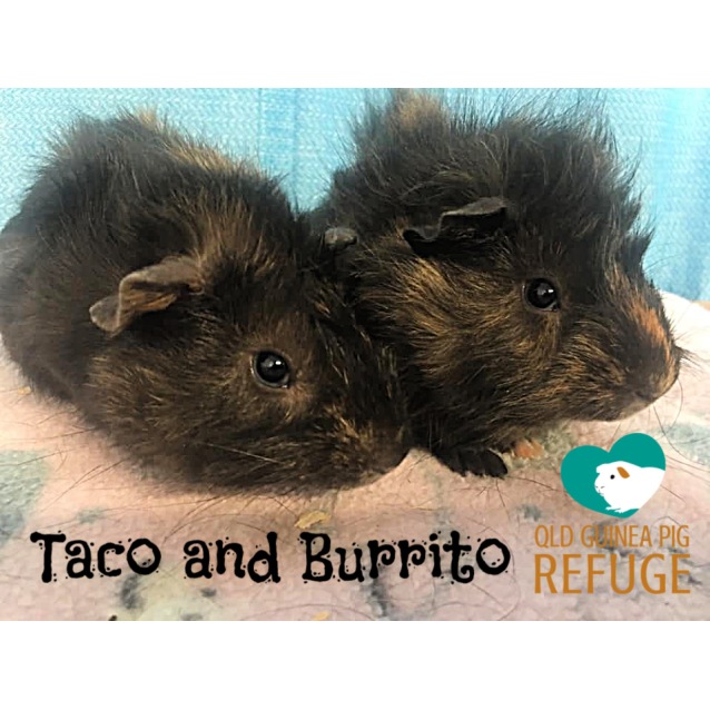 Taco And Burrito Male Medium Hair Peruvian Mix Guinea Pig In Qld Petrescue