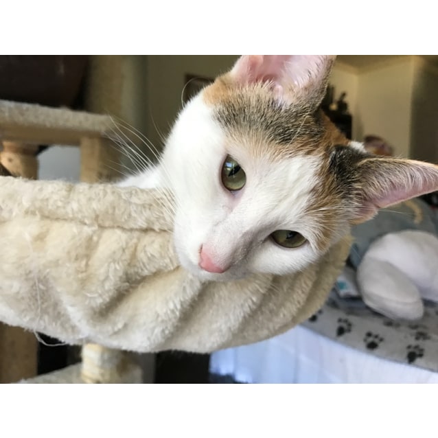 Coconut Calico Cat Female Domestic Short Hair Cat In Nsw Petrescue