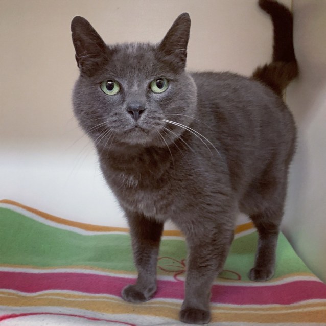 Muffy , Female Domestic Short Hair Cat in VIC , PetRescue