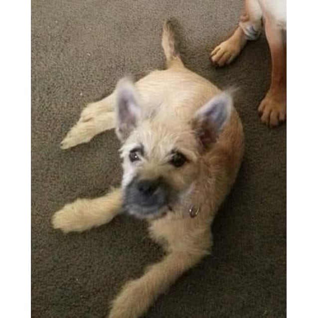 Millie Dl2115 Small Female Cairn Terrier Mix Dog In Wa Petrescue