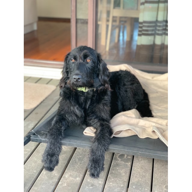 Harlow Large Female Golden Retriever X Labrador X Poodle Mix