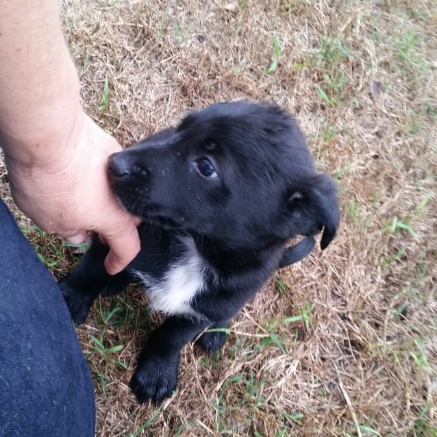 black and white kelpie