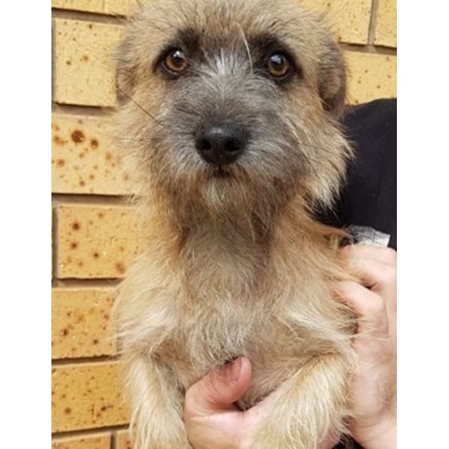 Bear Currently On Hold Small Male Cairn Terrier Mix Dog In Vic Petrescue