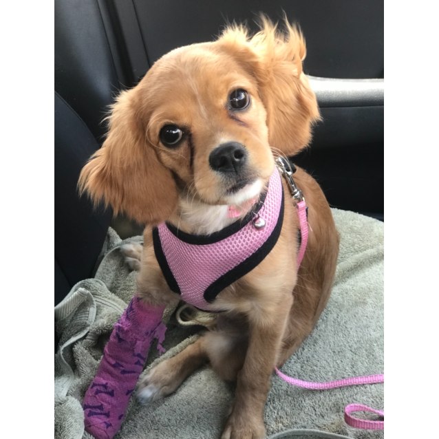 cavalier king charles x poodle