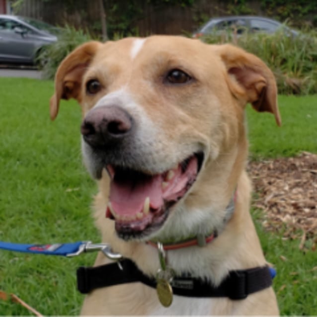 Maddie Large Female American Staffordshire Terrier x Golden Retriever Dog in VIC PetRescue