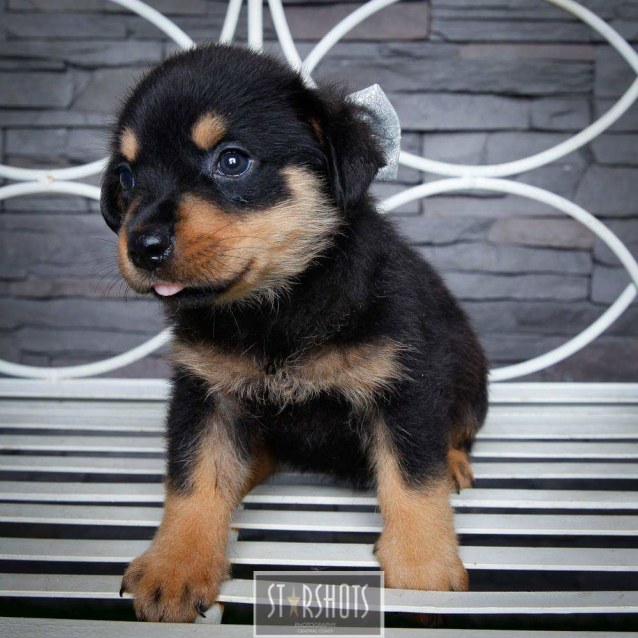 Rotti Pups Female Large Female Rottweiler Dog In Nsw Petrescue