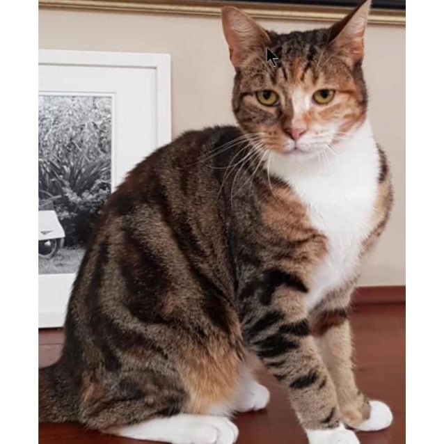 Nirvana Female Domestic Medium Hair Cat In Vic Petrescue