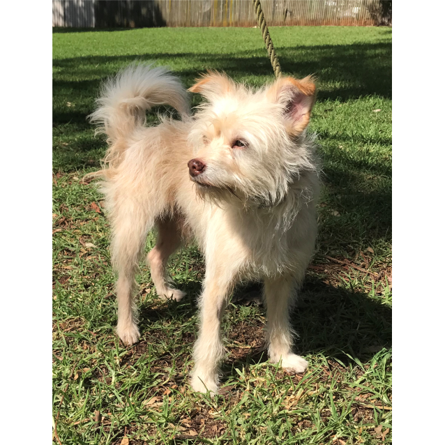 Dudley Small Male Wirehaired Jack Russell Mix Dog In Qld Petrescue