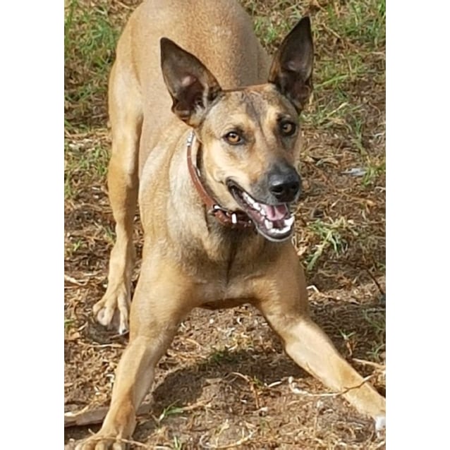 kangaloo dog
