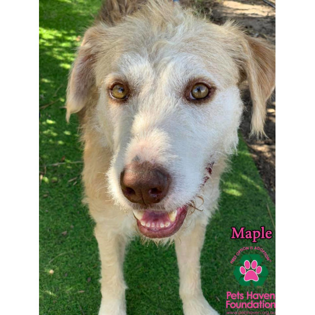 Labrador Retriever Wolfhound Golden Retriever Mix Wolfhound