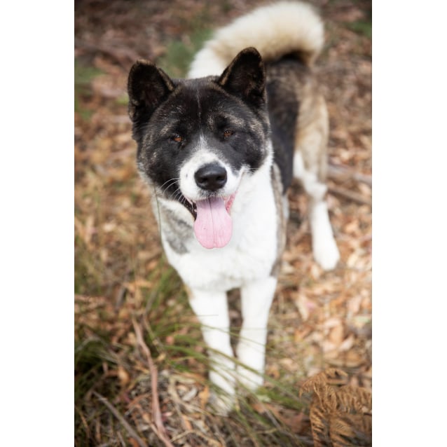 female akita rescue