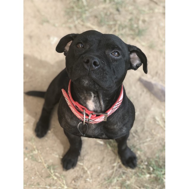 Ebony Small Female English Staffordshire Bull Terrier Dog In Qld Petrescue