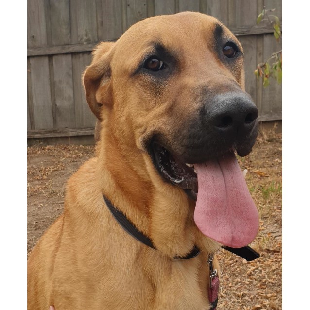 bloodhound german shepherd