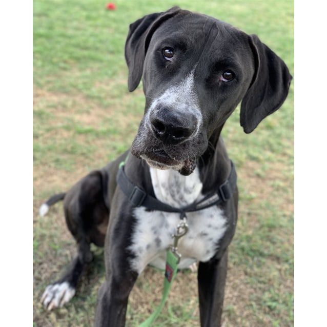 great dane german shorthaired pointer mix