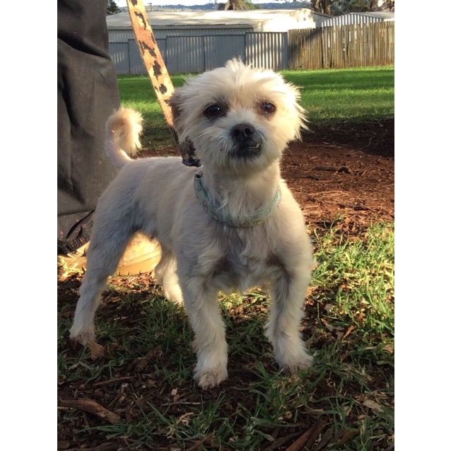 Toffi Small Female Lhasa Apso x Maltese Terrier Mix Dog in QLD PetRescue