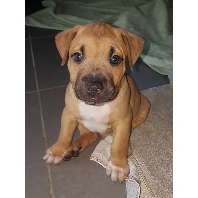 rhodesian ridgeback bull terrier mix