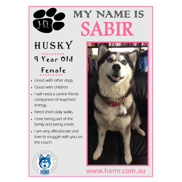 Husky D Insurance / Mija Medium Female Siberian Husky