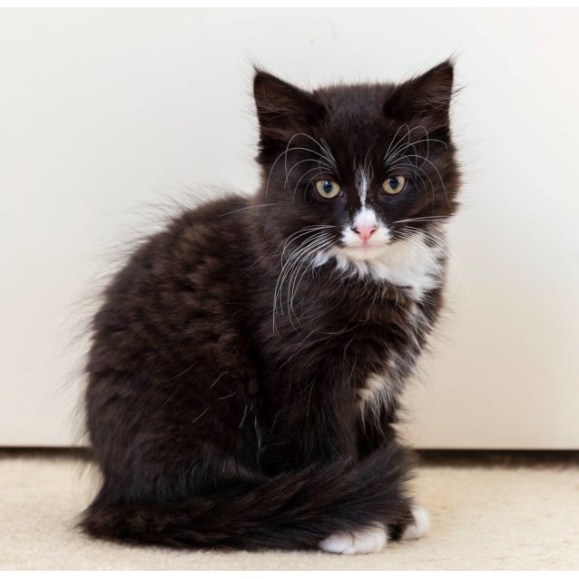 Kameo Kreem 2nd Chance Cat Rescue Female Domestic Medium