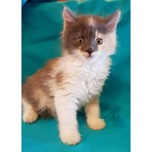 Miffy Female Domestic Medium Hair Cat In Qld Petrescue