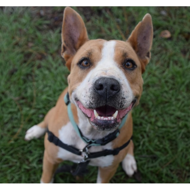 Hunni - Medium Female Bull Terrier x Shar Pei Mix Dog in QLD - PetRescue