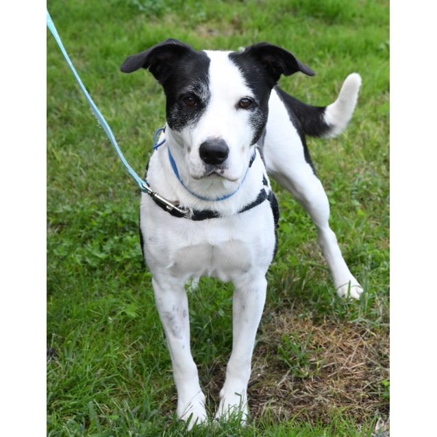 Kio Medium Female Border Collie X Staffordshire Bull Terrier Dog In Nsw Petrescue