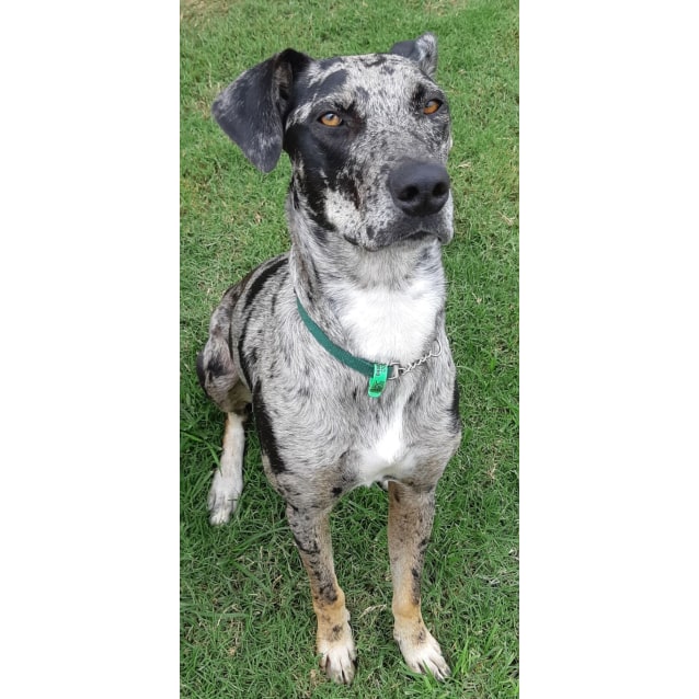 catahoula great dane