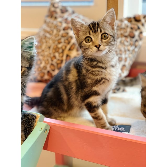 Heni Located In Croydon Female Domestic Short Hair Cat In Vic