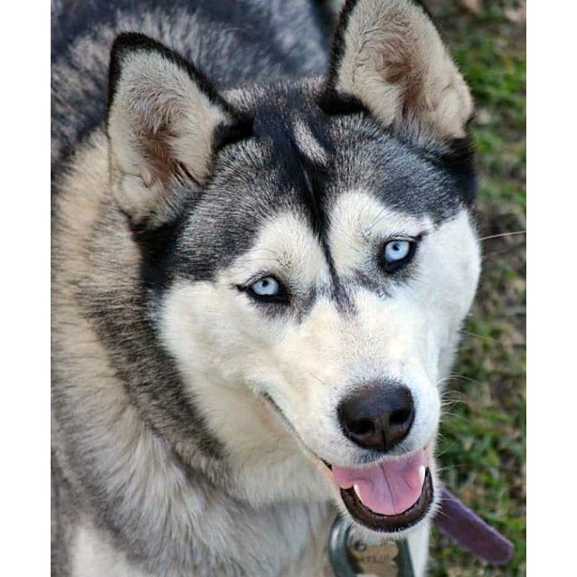 huskies for rescue near me