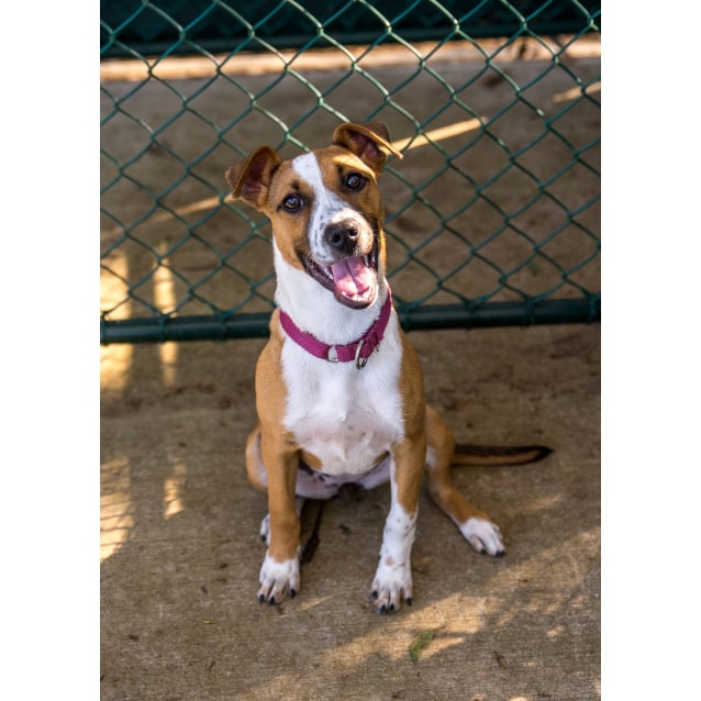 Prancer Small Female Staffordshire Terrier Mix Dog In Nsw Petrescue