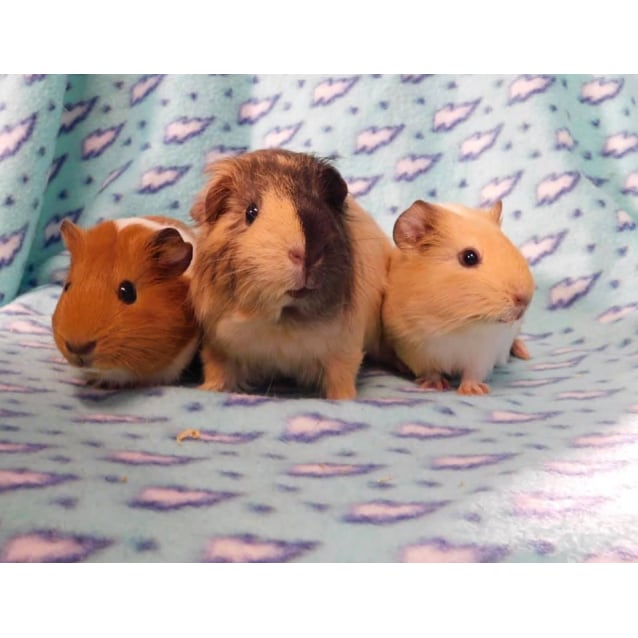 Chutney Chorizo And Cheesecake Indoor Home Only Female Short