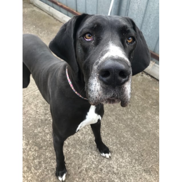 Kenny Good With Dogs And Cats Large Female Great Dane Dog In Vic