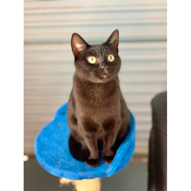 Miss Mia Adoption Fee Reduced To 100 Female Domestic Short Hair Cat In Vic Petrescue