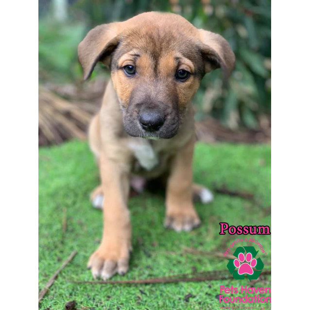 german shepherd puppies mixed with lab