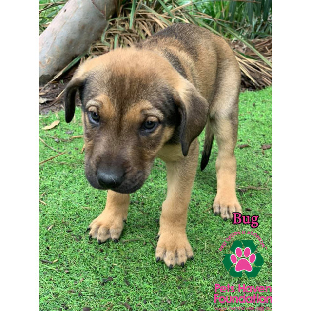 german shepherd puppies mixed with lab