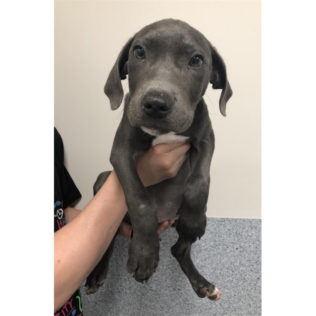 weimaraner gsp mix