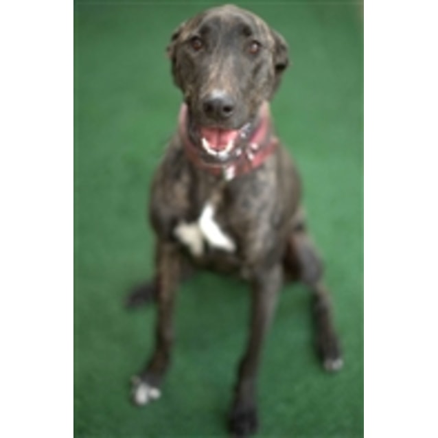 Bonnie Large Female Greyhound X Mastiff Mix Dog In Nsw Petrescue