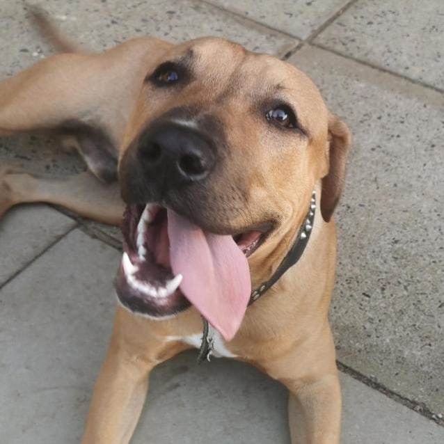 Koda Medium Male Rhodesian Ridgeback x Staffordshire Bull Terrier Mix Dog in WA PetRescue