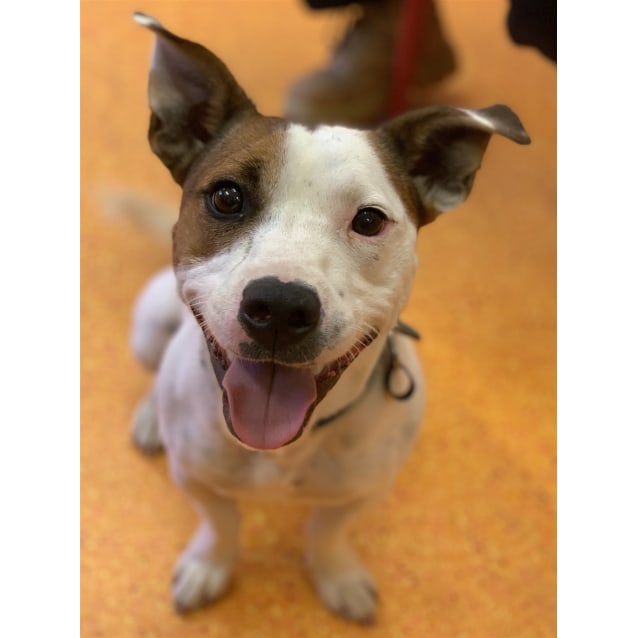 Buddy Medium Male Jack Russell Terrier x English Staffordshire Bull Terrier Mix Dog in QLD