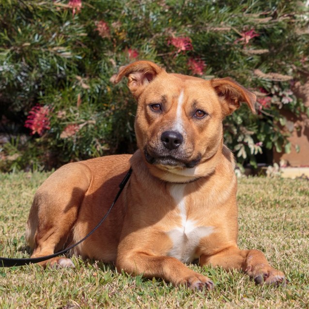 Alice D0022 Medium Female Staffordshire Bull Terrier Mix Dog In Wa