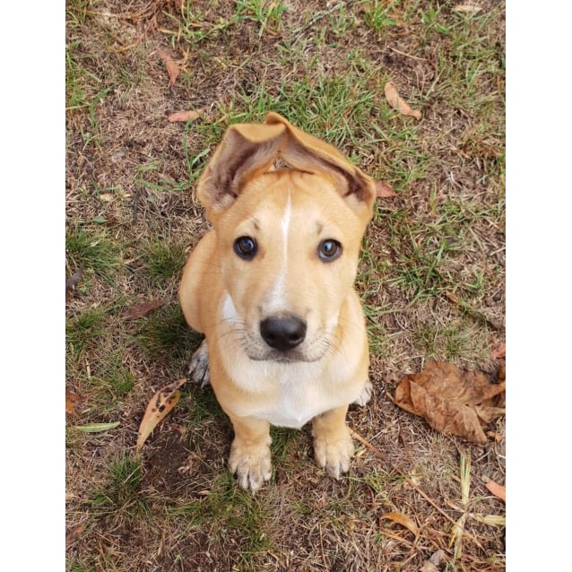 english staffy x ridgeback