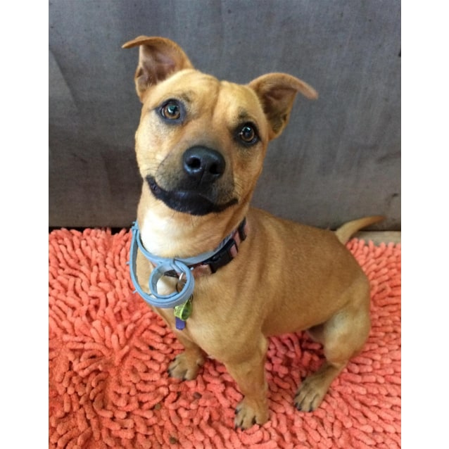 Rosie Small Female Chihuahua x English Staffordshire Bull Terrier Mix Dog in QLD PetRescue